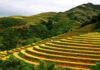 Unveiling the Hottest Deals on Northwest Vietnam’s Golden Rice Terrace Tours