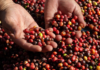 Coffee Exports: Will Mild Price Fluctuations Sustain the “Golden Phase”?