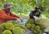 The King of Fruits Reigns Supreme: Durian Price Surge Signals Resurgence in Fruit and Vegetable Exports