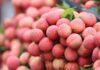 A Bumper Harvest: The Success Story of Lychee Exports