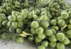 Cambodia Spends 682 Times More on Vietnamese Coconuts