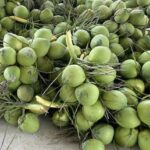 Cambodia Spends 682 Times More on Vietnamese Coconuts