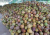 Coconut Prices Skyrocket to Unprecedented Highs