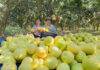 “Hà Tĩnh’s Premier Fruit” Selected for Đỗ Thị Hà’s Wedding Celebration