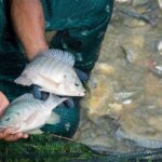 Vietnam’s ‘Catfish King’ Seizes $42 Million Opportunity as China’s Tilapia Exports to the U.S. Stall