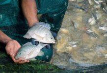 Vietnam’s ‘Catfish King’ Seizes $42 Million Opportunity as China’s Tilapia Exports to the U.S. Stall