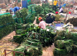 From Unwanted Leaves to Billion-Dollar Harvests: How Chinese Demand is Transforming Phu Tho’s Economy