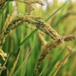 The Paradox of the World’s Third-Largest Rice Producer: Soaring Prices Despite Record Output and Imports, with Vietnam Purchases Surging by Nearly 26,000%