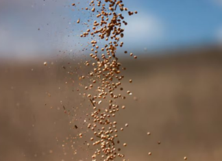 China Shuns U.S. Farm Goods, Leaving One Nation to Reap a Windfall: Soybean Exports Surge to Yearly Highs—Corn and Beef Orders Skyrocket