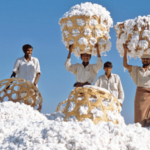 American Loyalists Spend Over $13 Billion on Vietnam’s Top Export, as 66 Countries Compete to Secure It