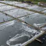 Vietnam Unveils a Global Leader in Advanced Processing Technology: Secures Over $3 Billion in Sales as US and China Compete for Its Products