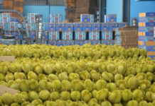 Vietnam’s Neighbor Launches ‘Mega Durian Project’ Targeting China, Leveraging Unique Advantage Neither Vietnam Nor Thailand Possesses