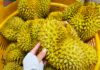 Durian Prices Soar Past 100,000 VND/kg on October 8th: Farmers Reap Big Rewards
