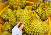 Durian Prices Soar Past 100,000 VND/kg on October 8th: Farmers Reap Big Rewards