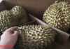 Today’s Durian Prices (Oct 20): Off-Season Scarcity, Yet Prices Plummet—Why?