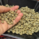 Today’s Coffee Prices (Oct 24): A Dramatic Turn of Events