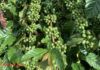 Today’s Coffee Prices (Oct 26): VICOFA Unveils Insights on New Crop Yield