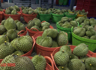Latest Developments in the Massive Durian Container Backlog Incident