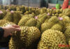 Durian Prices Surge Again, Prompting Bầu Đức to Expand Plantations by 1,000 Hectares