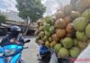 Why Fresh Coconut Prices Have Plummeted