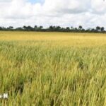 A Vietnamese-Made Marvel Emerges: Cuba Sets Ambitious Goals for 2026