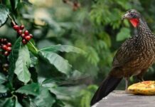 Vietnam’s Rival Unveils $1,500/kg Bird-Processed Coffee, Rivaling 90% of Vietnam’s Civet Coffee Market