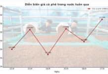 Today’s Coffee Prices (Sept 28): Wild Fluctuations – How to Navigate the Storm?