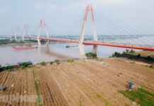 The Wilting of Dao Nhat Tan Peach Blossoms