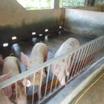Today’s Live Pig Prices, October 25: Sudden Price Hike in the Southwest Region