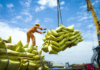 Vietnam’s Rice Exports Surpass 7 Million Tons