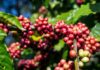 Today’s Coffee Prices (Oct 3): Downward Trend Amid Global Robusta Harvest Outlook