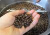 Coffee Export Prices Surge by 45%