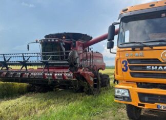 Why Cuba is Embracing Vietnam’s CT16 Rice Variety: Unlocking the Secrets Behind Its Success