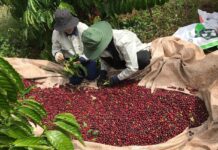 Today’s Coffee Prices (Oct 1): Rebounding Strongly, Closing the Old Crop Season on a High Note