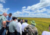 “Vietnam’s Rice Variety Stuns Cuban Agriculture with Its ‘Secret’ Success in Cuba”