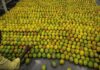 “Vietnamese Fruit Hailed as ‘World’s Best’ by Former US Ambassador: China’s Obsession, Cultivated Across 110,000+ Hectares”