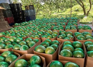 Vietnamese Fruit Wows Former US Agriculture Deputy Secretary: Not Durian, This 1 Million Ton Annual Yield Crop Just Earned Its ‘Visa’ to Australia