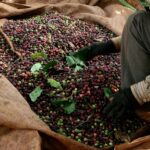 Vietnam’s “Magnetic” Nut Captivates European Market with Surging Demand: Projected to Yield $8 Billion