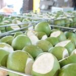 Vietnam Emerges as a Global Powerhouse in Mango Production, Surpassing 2 Million Tons Annually and Ranking 7th Worldwide, Rivaling Thailand’s Dominance