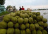 Hundreds of Durian Containers ‘Stuck’ at Lang Son Border Gate