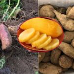 Exotic Delicacy Sells Over 300 Tons in 2 Months, Boosting Local Income by Tens of Millions of Dong