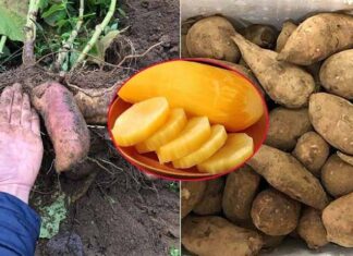 Exotic Delicacy Sells Over 300 Tons in 2 Months, Boosting Local Income by Tens of Millions of Dong