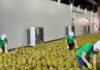 Durian Exports Surge to New Heights