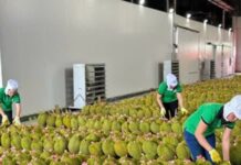 Durian Exports Surge to New Heights