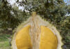 The Homeland of Musang King: Vietnam Imports Durian for Domestic Consumption