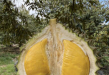 The Homeland of Musang King: Vietnam Imports Durian for Domestic Consumption