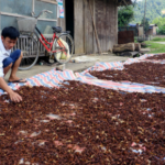 Vietnam’s $45 Million Flower Boom: Securing the 2nd Global Spot with Tens of Thousands of Tons Exported Annually