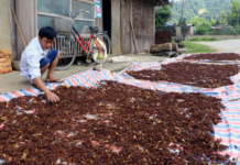 Vietnam’s $45 Million Flower Boom: Securing the 2nd Global Spot with Tens of Thousands of Tons Exported Annually