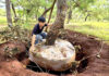 Urgent Measures Demanded in Gia Lai Province to Safeguard Prized Bonsai Pine Forests from Persistent Theft