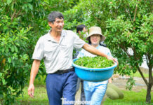 Thanh Hóa Farmers Prosper Through Pennywort Cultivation